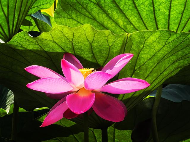北京西海湿地公园晚荷美丽如画卷