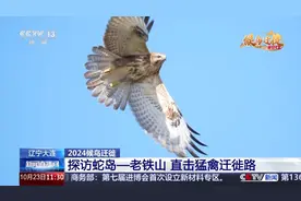 “我们如此热爱老铁山” 来自迁徙猛禽的告白图片