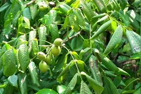 四川汉源：小核桃种出大“钱景”图片