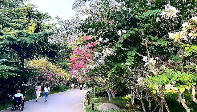 泉城夏日“紫薇季”浪漫开启，九大公园景区花海醉游人
