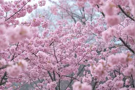 烟台春日“花样”打卡地图 美到不想离开图片