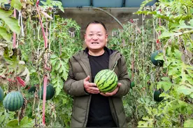 青海乐都：一年三熟“致富瓜”甜蜜上市图片