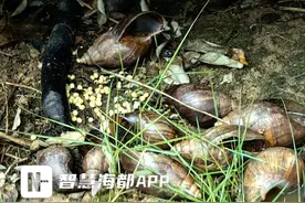 暴雨过后，非洲大蜗牛举家出“洞”！专家提醒，千万别触碰，更不要食用图片