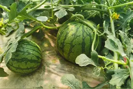 南京第一批吃瓜群众图片