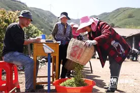 湖州长兴：紫笋茶采销旺图片