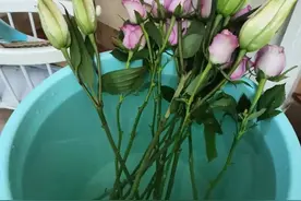 鲜花的保鲜方式看这里→图片
