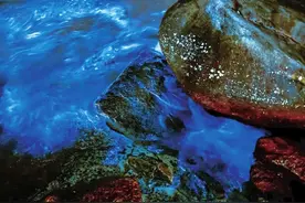 “追泪季”来临  平潭蓝眼泪“流量”变“留量”图片