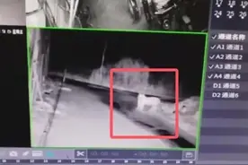 黑龙江东宁又有“虎出没”？今年发生多起东北虎目击事件，专家：跟往年比没有明显增加图片