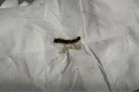 太恶心了！台州有人家里被这种小黑虫“入侵”！巨臭无比，还有毒……图片