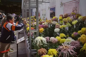 北海公园菊花展有哪些必看菊花？记者探访图片