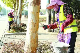 巢湖：树木涂白“穿冬衣” 抗寒防冻防虫图片