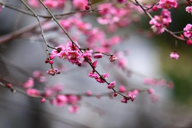 栖霞山，花都开好了！