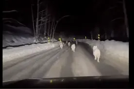 新疆禾木一游客称拍到公路上“狼群逐鹿”，景区：狼群平时在山里，一般不攻击人类图片