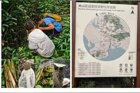 别挖了！别挖了！不好吃！图片