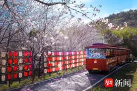 一起来这里“夺笋”吧 茅山森林世界既能赏花，又能挖笋图片