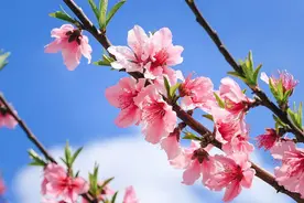 春天喝对10杯水，让你气血足、心情好、不显老！图片