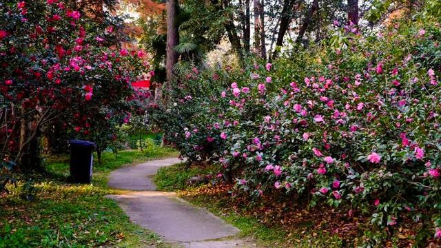 闭眼出片！武汉植物园茶梅进入最佳观赏期 这份浪漫攻略请收好