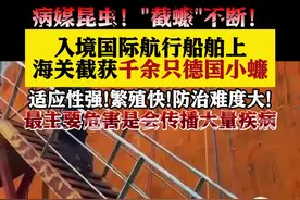 “截蠊”不断！入境船舶上 海关截获千余只德国小蠊图片