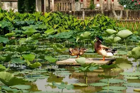 出境游护照丢了怎么办？旅行中签证过期了咋整？一文读懂图片