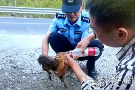“三有”小麂落单沟渠，保康警民暖心救助！图片