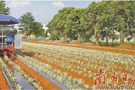 扎根红土育“芯片” 土特产摇身“72变”图片