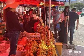 “产量比去年翻三倍！” 枇杷产销旺季 30年经验果农分享选购窍门图片