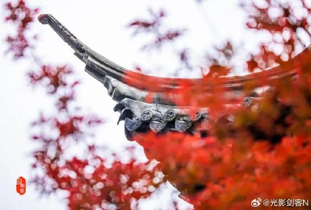 又甜又美！秦淮的秋天，让人欲罢不能！