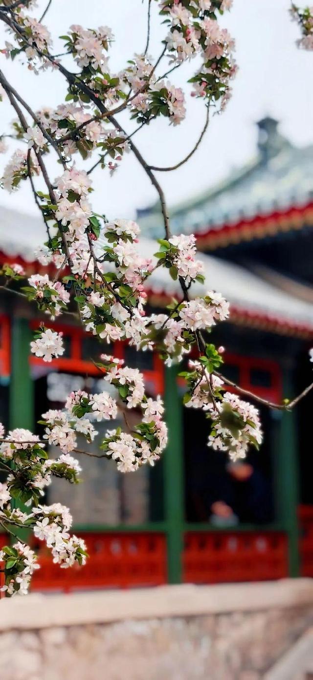 济南免费赏春新顶流来了！当海棠遇上中式建筑，超美超出片！