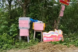 兴隆湖附近有市民挖笋，提醒：竹笋多有“主”，私挖要不得图片