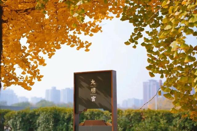 曲江银杏观赏季丨漫步金色世界，享受秋日时光