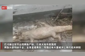 四川达州一河边发现鳄鱼尸体，当地：或为上游冲下来的，已作无害化处理图片