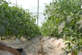 冲上太空的湘“椒”，如何靠科技“突围”图片