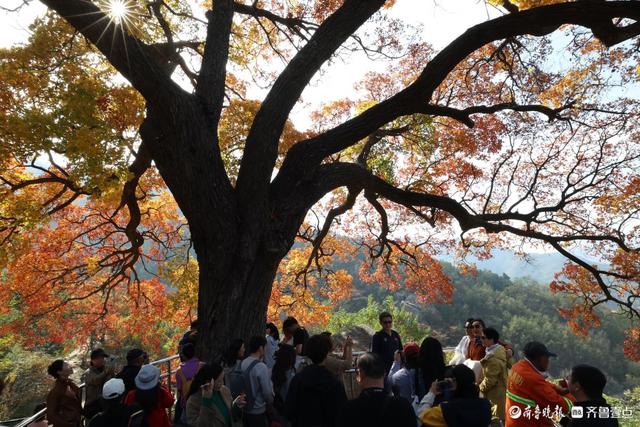 崂山神清宫遗址的五角枫