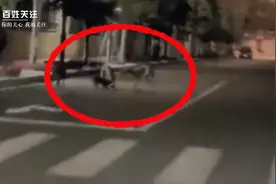 男子领多条犬只撕咬小猫？官方回应图片