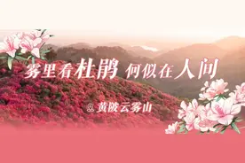 点名“杜鹃”！黄陂云雾山喊你赏满山花海图片