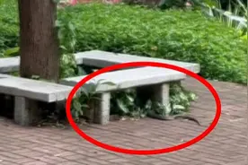 头皮发麻！广东一地16天发生232起蛇类警情，“根本抓不完……”图片