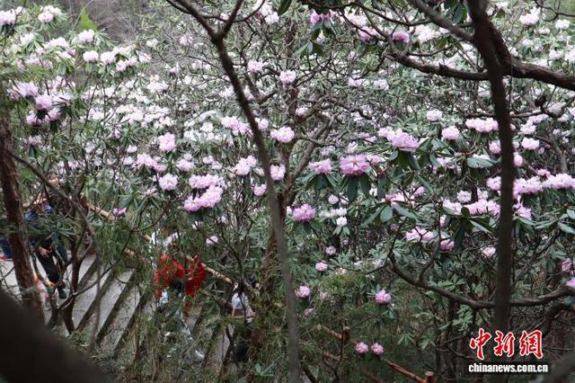 陕西商洛：秦岭高山杜鹃迎盛放期
