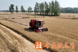 河南驻马店小麦开镰收割图片