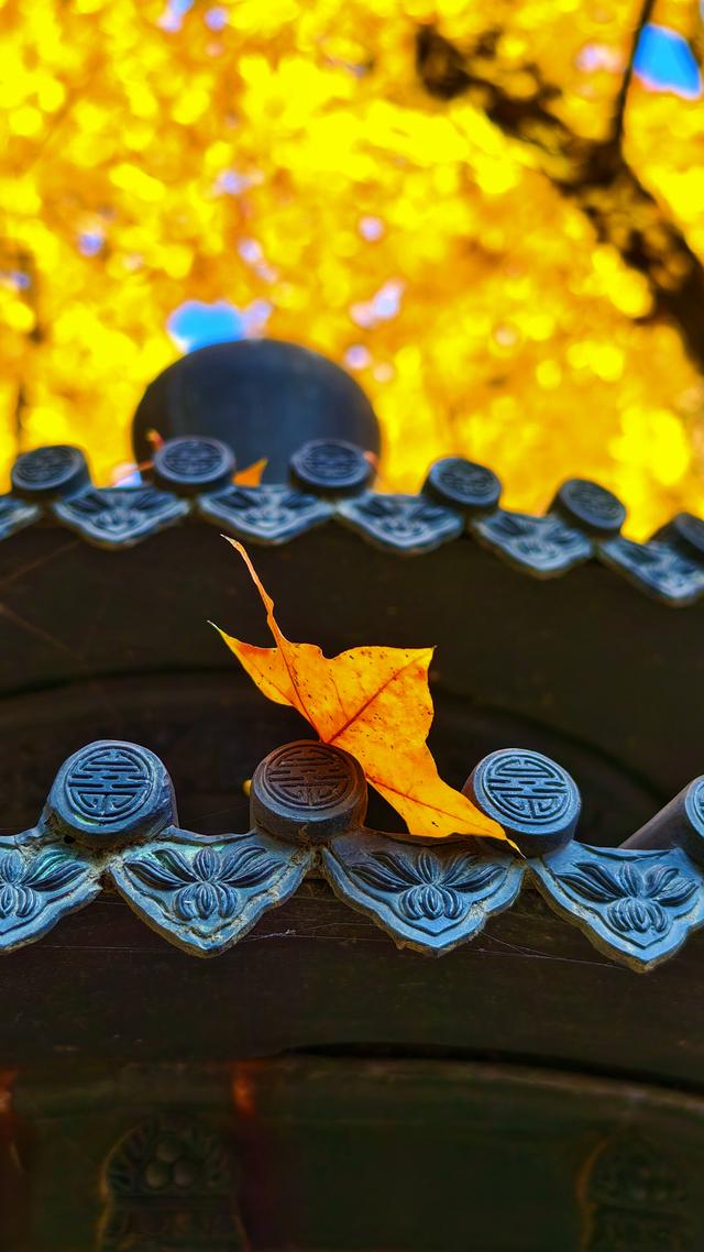 于香山叶脉间，读懂了这座城的秋天