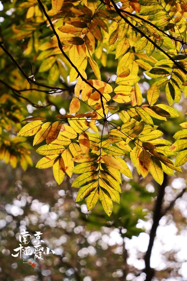 “党建红”点亮“枫”景丨栖霞山 “红枫护卫队” 上线！