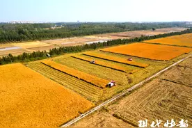 “稻”时候了！徐州邳州49.1万亩水稻开镰图片