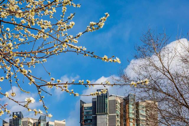 惊艳！北京十里堡桃花绽放，诉说春日浪漫
