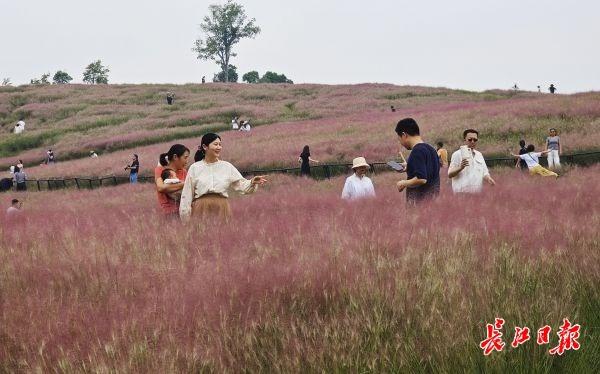 二妃山公园粉黛喊你来打卡
