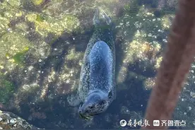 烟台“社牛”海豹从哪来？多个来源地已被排除图片