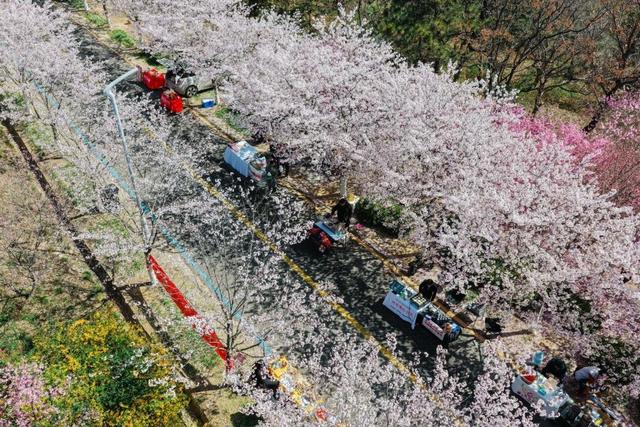 青岛藏马山解锁春日新玩法：樱花遇上体育，文旅融合点燃乡村活力