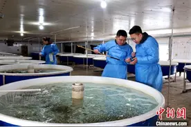 “中国冷水鱼都”抚远：40万尾大马哈鱼苗将放流中俄界江图片