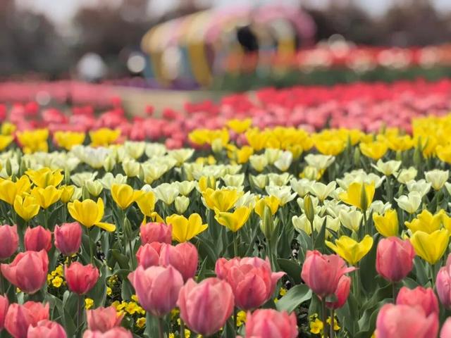 高铁票售罄！直冲29℃，都是晴天，全城爆花迎客