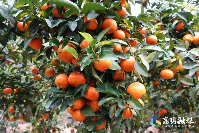 出发！高明遛娃采摘攻略来啦，甜度爆表（附定位）