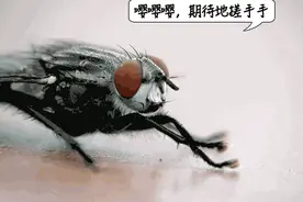 为啥冬天看不见苍蝇？是被冻死了吗？图片