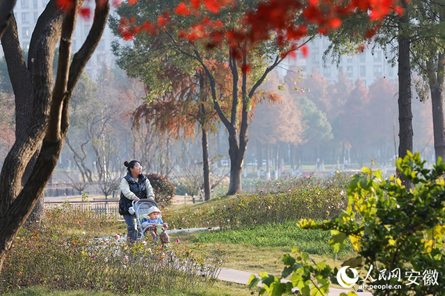 大阳垾公园：鸠江“绿肺”焕新颜